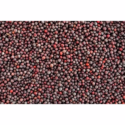 shubhlaxmi mustard seeds
