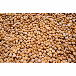shubhlaxmi sorghum grains