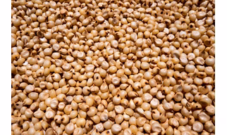 Sorghum Grains