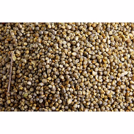 shubhlaxmi indian green millet