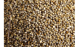 Indian Green Millet