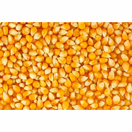 shubhlaxmi yellow maize seed