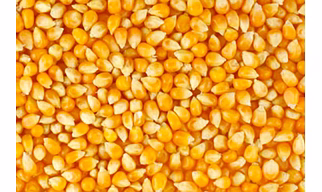 Yellow Maize Seed