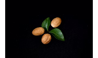 Nutmeg