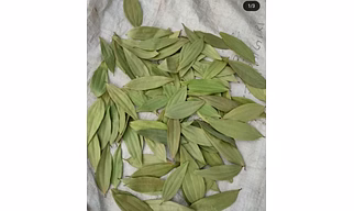 Bay leaf A1