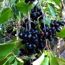 jambu seed