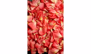 Rose petals