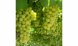 Thompson grapes