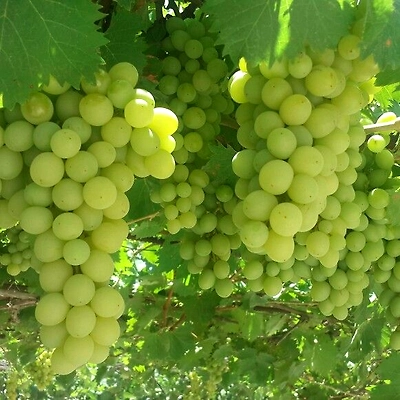 Thompson grapes