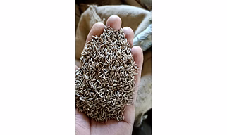 Cumin Seeds