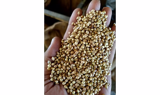 Coriander seeds