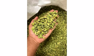 Cardamom