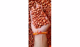 Ground nuts (Peanut)