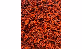 Star Anise