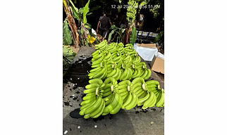 G9 Cavendish Banana