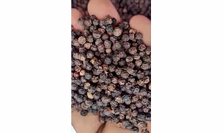 Black pepper