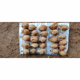 sss coco products semi- husked coconuts