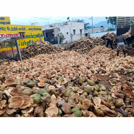 Semi- Husked Coconuts-2