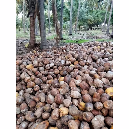 Semi- Husked Coconuts-3