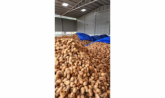Semi- Husked Coconuts