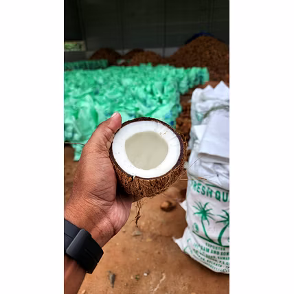Semi- Husked Coconuts-3
