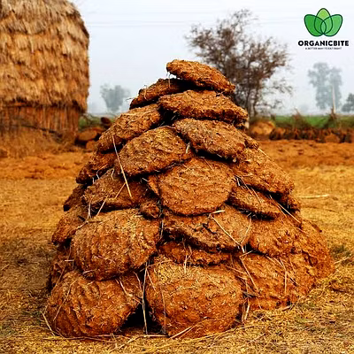 Cow dung-5