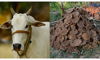 Cow dung