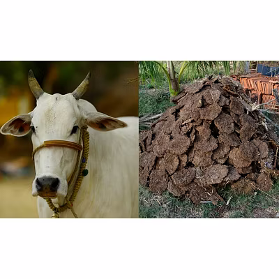 Cow dung-12761457