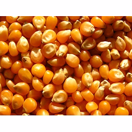 maize/corn