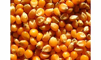Maize/corn