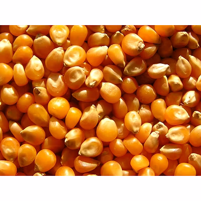 Maize/corn-12764001