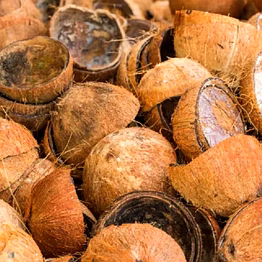 coconut shell