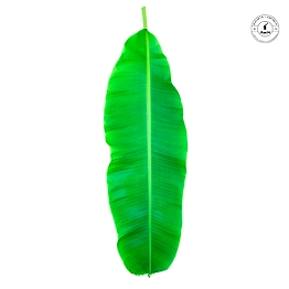Banana Leaf