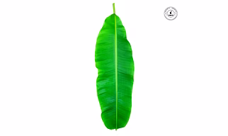Banana Leaf