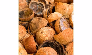Coconut Shell