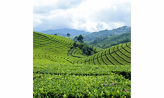 Tea