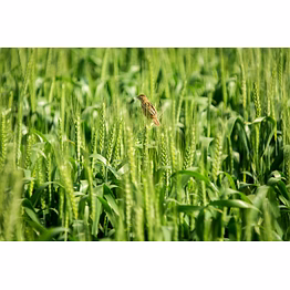 wheat