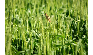 Wheat