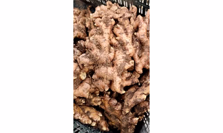 ginger