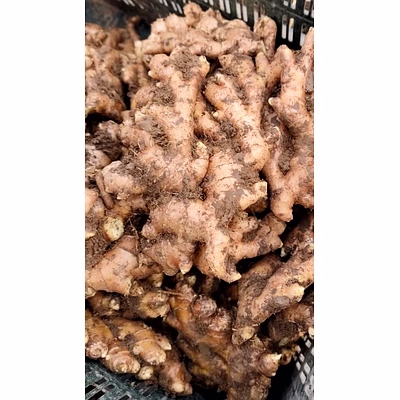 ginger