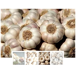Garlic