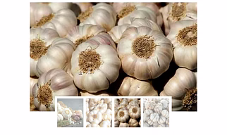 Garlic