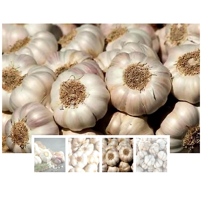Garlic