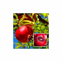 pomegranates