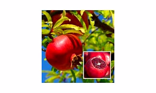 Pomegranates