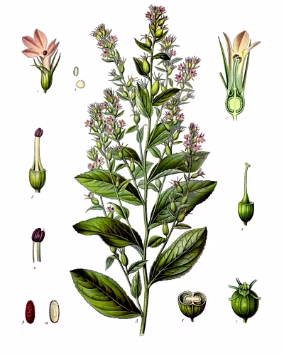 Tobacco-2