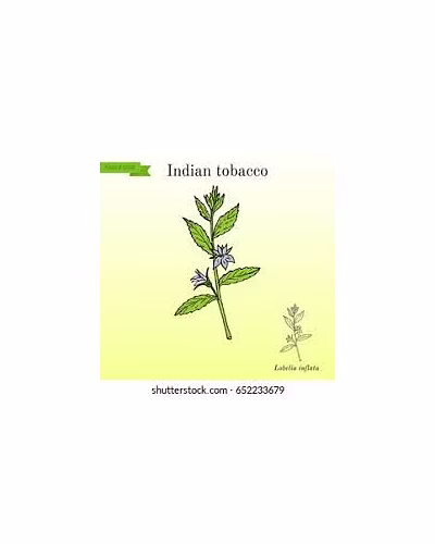 Tobacco-12759245