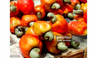 Cashew & Oil Meals