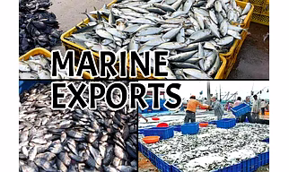 Marine Products