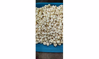 raw makhana 6+ grade Premium quality